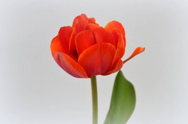 Adrem Çift Kişilik Tulipa paeonyflowering terry turuncu