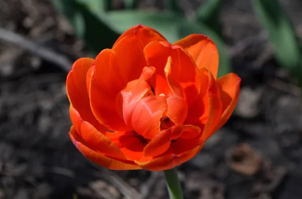 Tulipa Laranja Dupla Fundo Branco — Fotografia de Stock