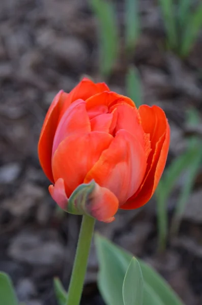 Tulipa Laranja Dupla Fundo Branco — Fotografia de Stock