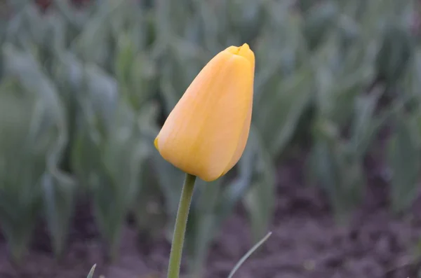 Tulipán Amarillo Variedad Oro Fuerte — Foto de Stock