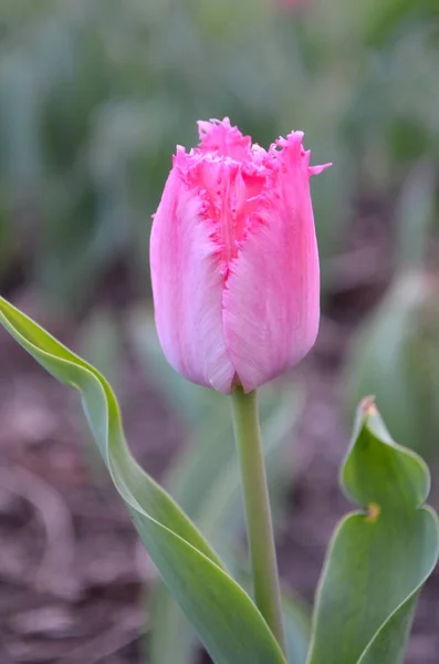 Cacharel Crispa Tulipa Rosa Tulipa Franjas — Fotografia de Stock