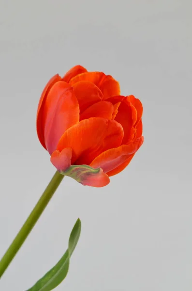 Adrem Dupla Tulipa Paeonyflowering Terry Narancs — Stock Fotó