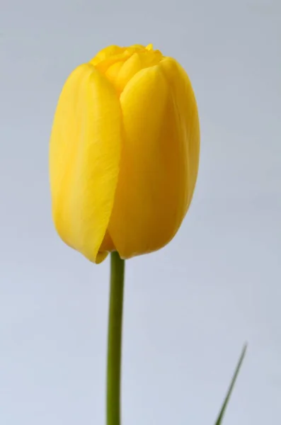 Разновидность Желтого Тюльпана — стоковое фото