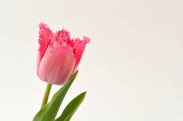 Качарель Розовый Тюльпан Чипсами Тюльпан Бахромой — стоковое фото