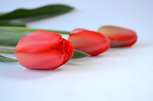 Red Tulips Nature Flowerbed — Stock Photo, Image