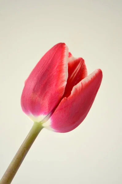 Tulip Variety Eugenia Royalty Free Stock Images