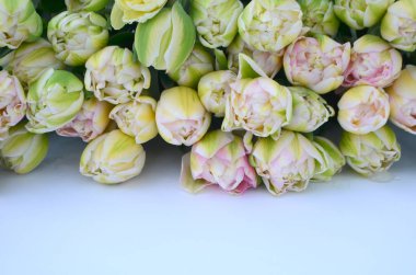 Sarı Lale Finola Terry erken pembe ve Avantgarde nazik