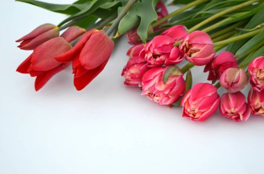 Lale Columbus Terry renk: kırmızı beyaz kenar buket ile