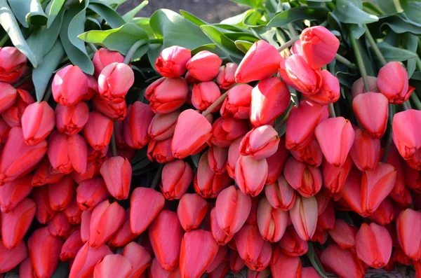 Tulipan Odmiany Paradiso Czerwony Proste Rearly — Zdjęcie stockowe