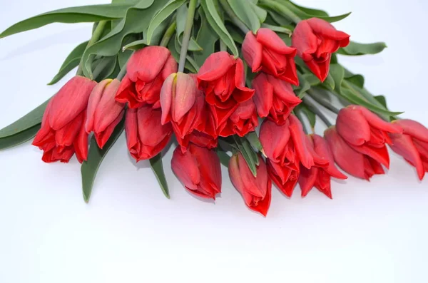 Tulipes Néerlandaises Rouges Sur Fond Blanc — Photo