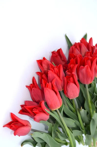 Bouquet Burgundy Tulips White Background — Stock Photo, Image