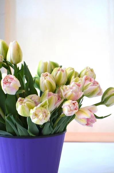 Tulip Finola Terry Early Pink Avantgarde Gentle Yellow — Stock Photo, Image