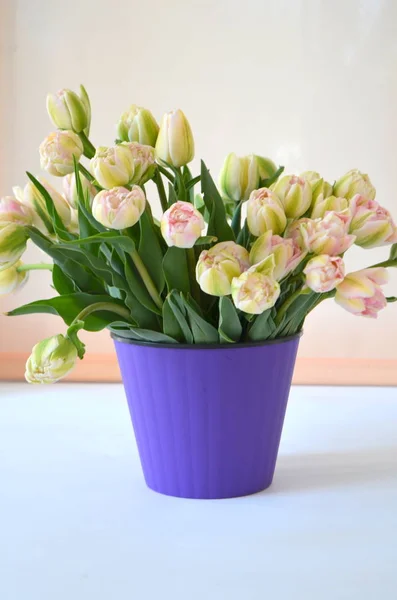 Tulip Finola Terry Early Pink Avan Garde Gentle Yellow — Stock Photo, Image