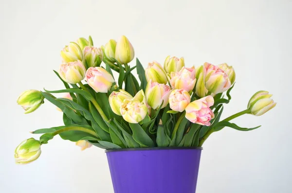 Tulip Finola Terry Early Pink Avan Garde Gentle Yellow — Stock Photo, Image