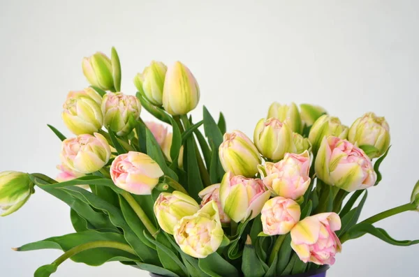 Sarı Lale Finola Terry erken pembe ve Avan garde nazik