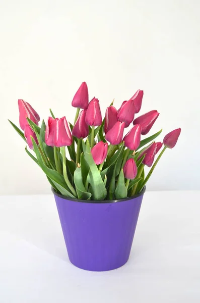 Евгения Разновидность Тюльпанового Фиолетового Малинового Цвета — стоковое фото