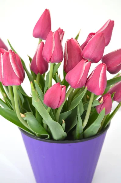 Jevgenia Variety Tulip Violet Crimson Color — Stock Photo, Image