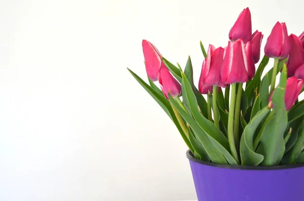 Jevgenia Variety Tulip Violet Crimson Color — Stock Photo, Image