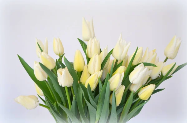 Tulip Snow Lady Clássico Triunfo Branco — Fotografia de Stock
