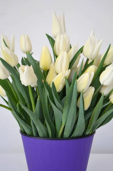 Tulip Snow Lady Classic Triumph White — Stock Photo, Image