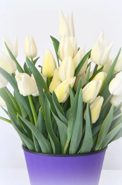 Tulip Snow Lady Classic Triumph White — Stock Photo, Image