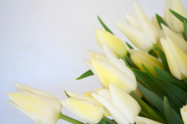 Tulip Snow Lady Classic Triumph White — Stock Photo, Image