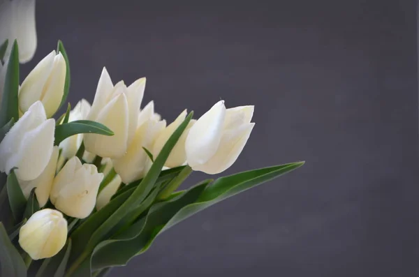 Tulip Snow Lady Classic Triumph White — Stock Photo, Image