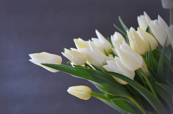 Tulip Snow Lady Classic Triumph White — Stock Photo, Image