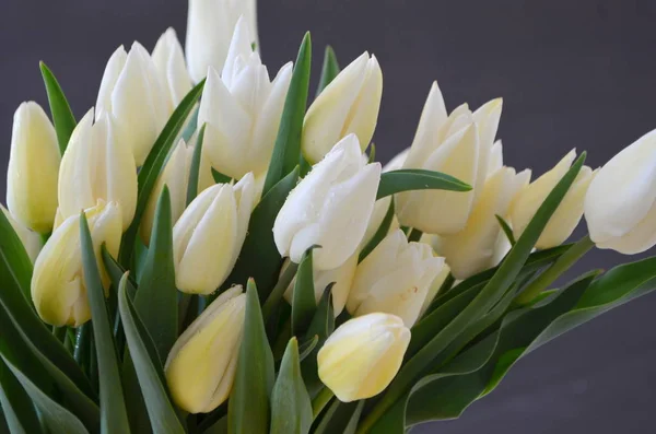 Tulip Snow Lady Clássico Triunfo Branco — Fotografia de Stock