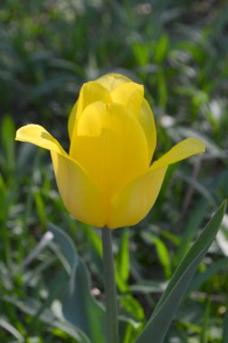 Lale çeşitli Güçlü Altın sarı Çiçek klasik, büyük