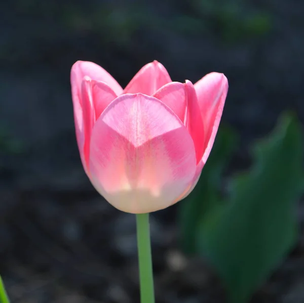 Tulipa Rosa Varietal Delicada — Fotografia de Stock