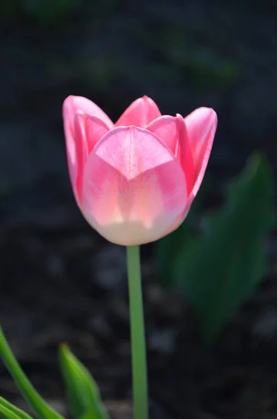 Tulipa Rosa Varietal Delicada — Fotografia de Stock