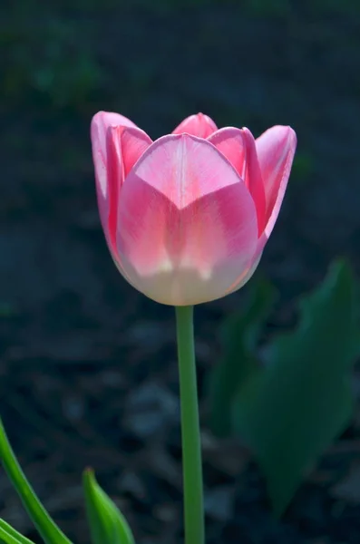 Delicado Tulipán Rosa Varietal — Foto de Stock