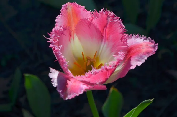Roze Gefranjerde Tulpen Een Zonnige Dag — Stockfoto