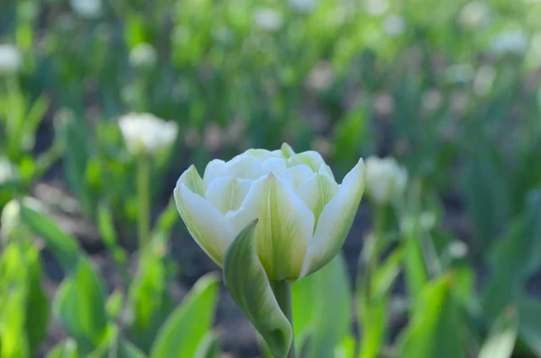 Tulipa Avantgarde Amarelo Suave — Fotografia de Stock