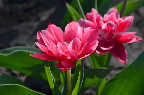 Tulipa Columbus Terry Cor Vermelho Com Borda Branca — Fotografia de Stock