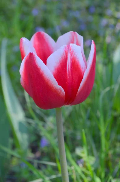 Tulipas Rosa Dia Ensolarado Brilhante — Fotografia de Stock