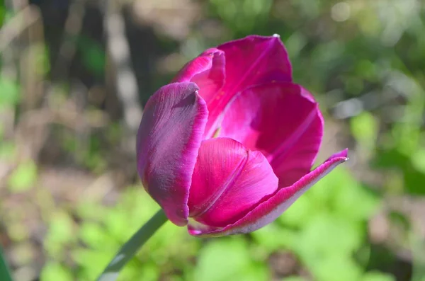 Uma Bela Tulipa Roxa Variedade Aesculapius Natureza — Fotografia de Stock
