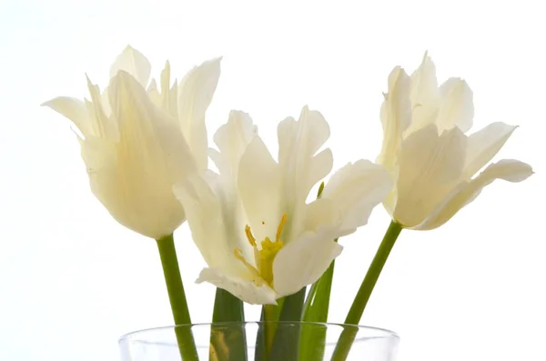 Delicate White Tulips Curly Petals White Background — Stock Photo, Image