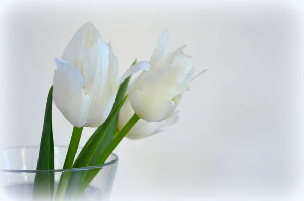 Tulipes Blanches Délicates Avec Pétales Bouclés Sur Fond Blanc — Photo