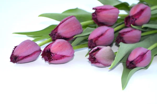 Purple Fringed Tulips Curly Sue — Stock Photo, Image