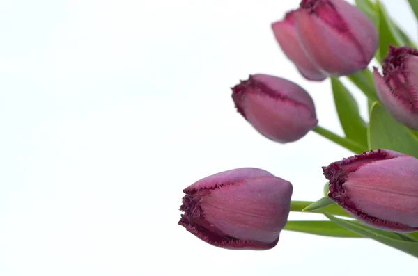 Tulipas Franjas Roxas Curly Sue — Fotografia de Stock