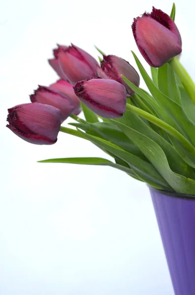 Purple Fringed Tulips Curly Sue — Stock Photo, Image