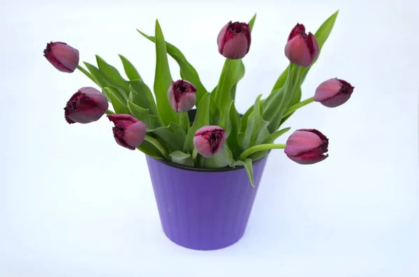 Purple Fringed Tulips Curly Sue — Stock Photo, Image