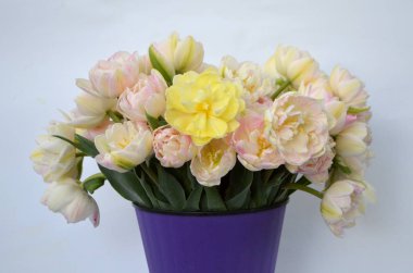 Sarı Lale Finola Terry erken pembe ve Avan garde nazik