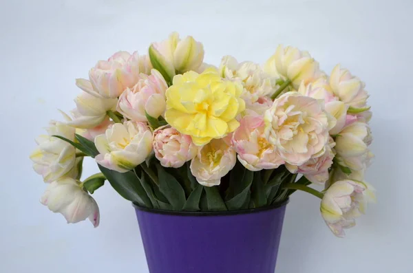 Tulip Finola Terry Early Pink Avan Garde Gentle Yellow — Stock Photo, Image