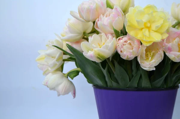 Tulip Finola Terry Early Pink Avan Garde Gentle Yellow — Stock Photo, Image