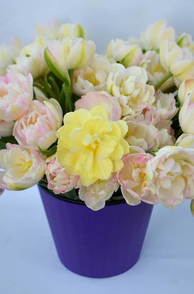 Tulpe Finola Frottee Früh Rosa Und Avan Garde Sanft Gelb — Stockfoto