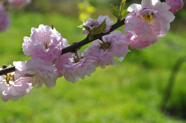  Louiseania, Rosaceae, Prnus trloba, Aflatunia ulmifolia , Amygdalus triloba three-lobed almond Japanese plum