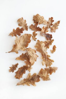 Beyaz arka planda kurumuş sonbahar meşe yaprakları. Doğal sonbahar geçmişi. Yaratıcı sonbahar konsepti. Üst manzara, düz uzanma.